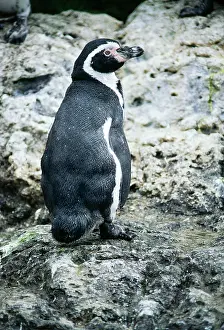 Humboldt: Humboldt / Peruvian PENGUIN
