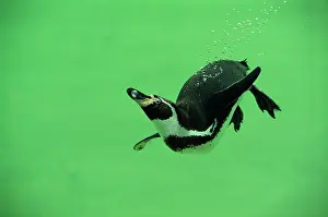 Humboldt: Humboldt / Peruvian PENGUIN - swimming