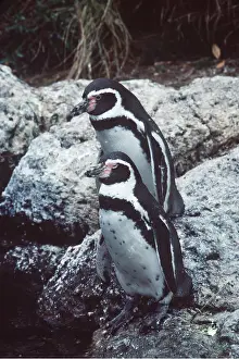 Kenneth Hoyle: Humboldt / Peruvian PENGUINS - x two, on rocks