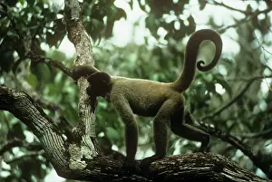 Lagotricha: HumboldtIs Woolly / Brown-headed MONKEY