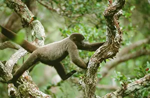 Lagotricha: HumboldtIs Woolly / Brown-headed MONKEY - In canopy