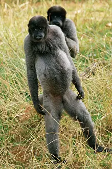 Lagotricha: HumboldtIs Woolly / Brown-headed MONKEY - two standing