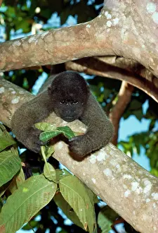 Lagotricha: HumboldtIs Woolly / Brown-headed MONKEY - in tree