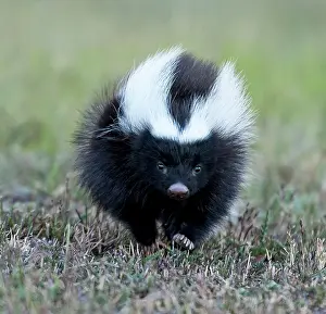 Humboldt: Humboldt's Hog-nosed / Patagonian Skunk running on grass