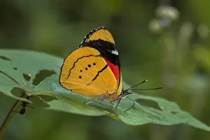 110119: Humboldt's Perisama butterfly (Perisama humboldtii)