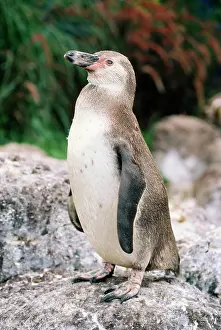 Humboldt: Humboldt's / Peruvian PENGUIN - juvenile