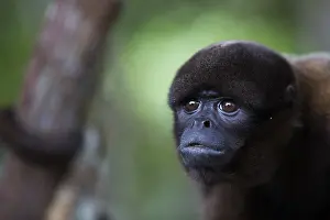 Woolly: Humboldt's Woolly Monkey (Lagothrix logotricha)