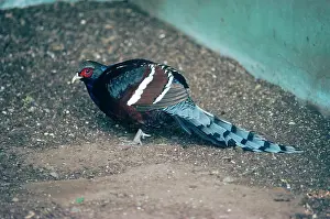 Syrmaticus: Hume's bar-tailed pheasant - male