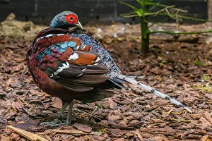290820: Humes Bar-tailed Pheasant, male, captive, native