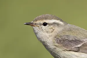 Central Asia: Humes Leaf Warbler - Tienschan-Laubsanger - Phyllsocopus humei ssp