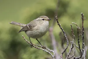 Central Asia: Humes Leaf Warbler - Tienschan-Laubsanger - Phyllsocopus humei ssp
