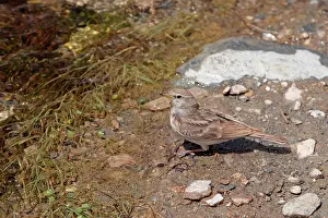 Larks: Hume's Short-toed Lark