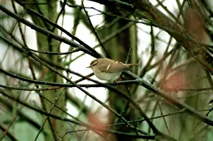 Inornatus: Humes Yellow-browed / Humes Leaf Warbler