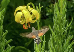 Nectar: Humming-bird hawk-moth, Macroglossum stellatarum