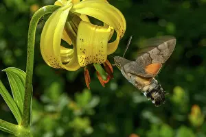 Nectar: Humming-bird hawk-moth, Macroglossum stellatarum