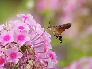 Hawk: Humming-bird Hawkmoth - feeding on Garden Phlox