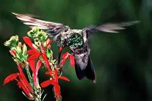 Pollinators: Hummingbird