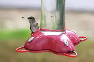 Nectaring: Hummingbird