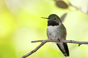 Trochilidae: Hummingbird