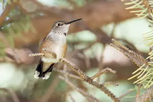 George: Hummingbird