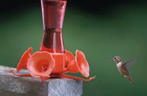 Hummer: Hummingbird Approaching Feeder