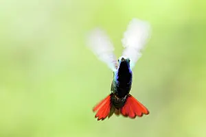 Mango: Hummingbird - Black-throated Mango - male