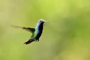 Mango: Hummingbird - Black-throated Mango - male