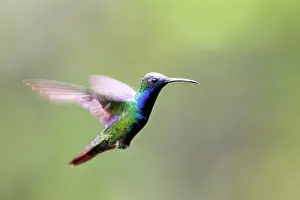 Mango: Hummingbird - Black-throated Mango - male