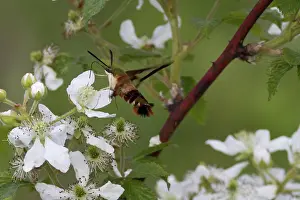 Rubus: Hummingbird Clearwing Moth
