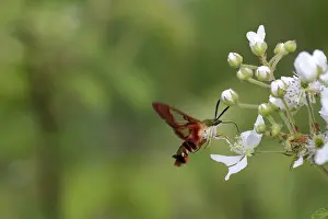 Rubus: Hummingbird Clearwing Moth