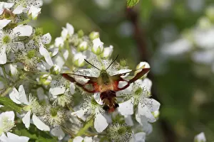 Rubus: Hummingbird Clearwing Moth