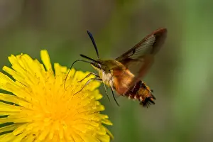 Dandelions: Hummingbird Clearwing Moth (Hemaris thysbe) nectaring