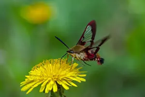 Dandelions: Hummingbird Clearwing Moth (Hemaris thysbe) nectaring