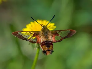 Nectaring: Hummingbird Clearwing Moth (Hemaris thysbe) nectaring