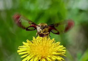 Nectaring: Hummingbird Clearwing Moth (Hemaris thysbe) nectaring