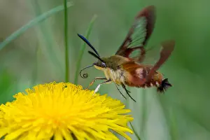 Preparing: Hummingbird Clearwing Moth (Hemaris thysbe) preparing