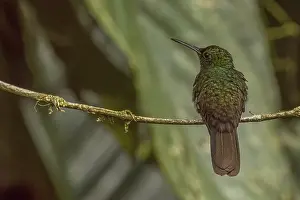 Hummingbird: Hummingbird, costarica