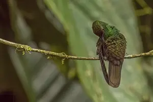 Hummingbird: Hummingbird, costarica