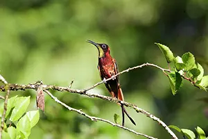 Topaz: Hummingbird - Crimson topaz