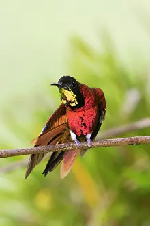 Topaz: Hummingbird - Crimson topaz