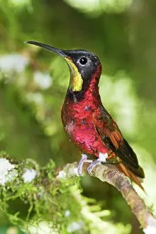 Topaz: Hummingbird - Crimson Topaz