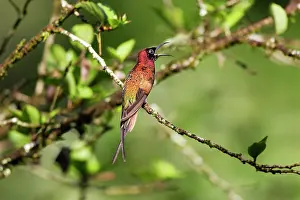 Topaz: Hummingbird - Crimson topaz