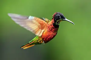 Topaz: Hummingbird - Crimson Topaz - male