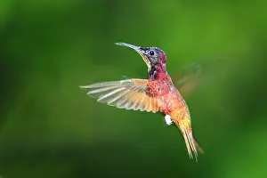 Topaz: Hummingbird - Crimson Topaz - male