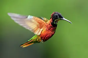 Topaz: Hummingbird - Crimson Topaz - male