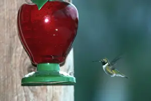 Hummer: Hummingbird at Feeder