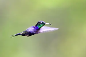 Furcata: Hummingbird - Fork-tailed Woodnymph
