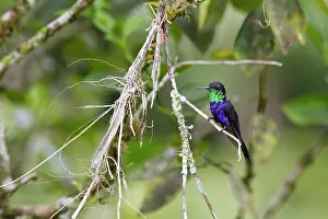 Furcata: Hummingbird - Fork-tailed Woodnymph - male
