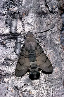 Macroglossum: Hummingbird Hawk Moth