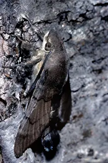 Macroglossum: Hummingbird Hawk-moth